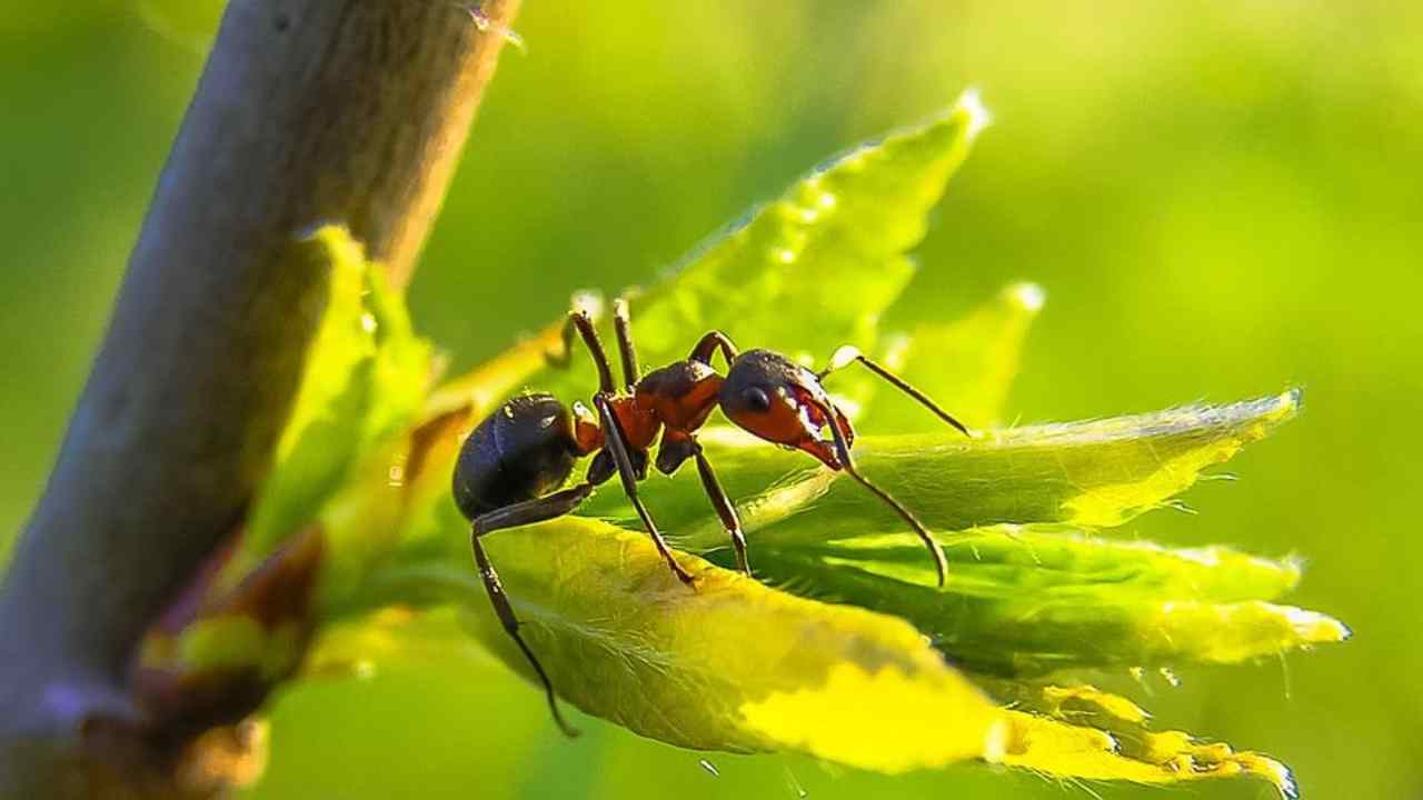 Eliminare le formiche dalle piante metodi