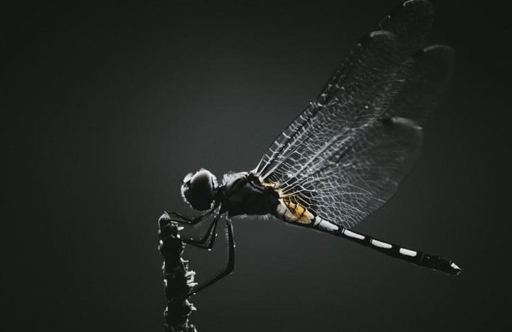 Una libellula drago in volo