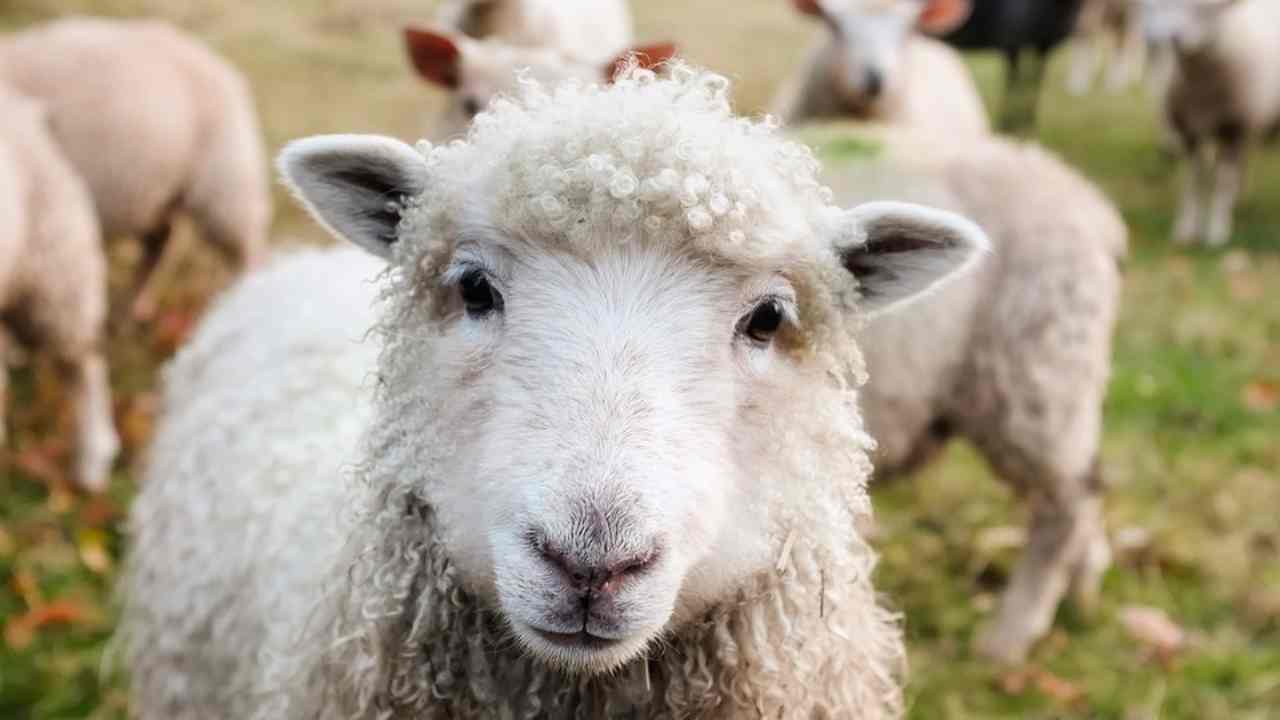 pannelli solari pecore lana