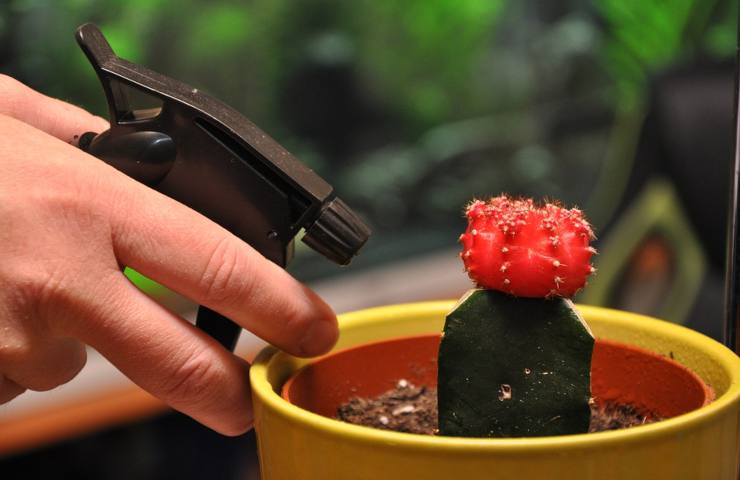 Una persona sta innaffiando una pianta con uno spruzzino