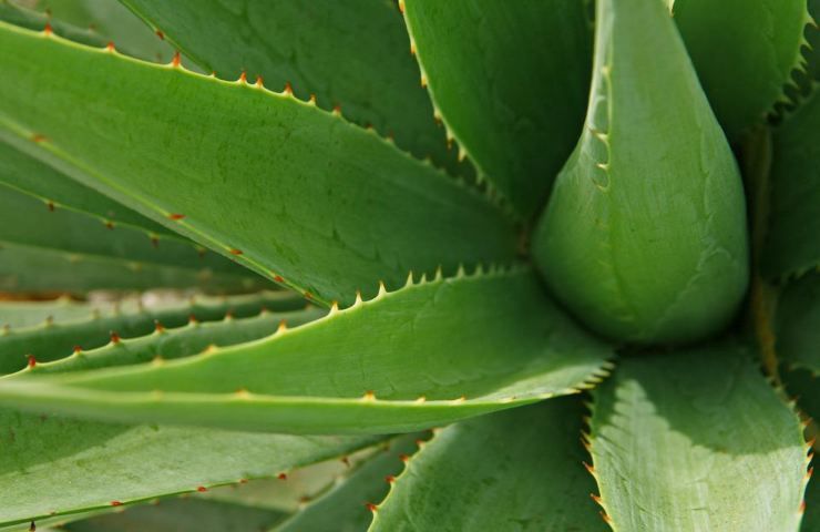 Una varietà di pianta di aloe