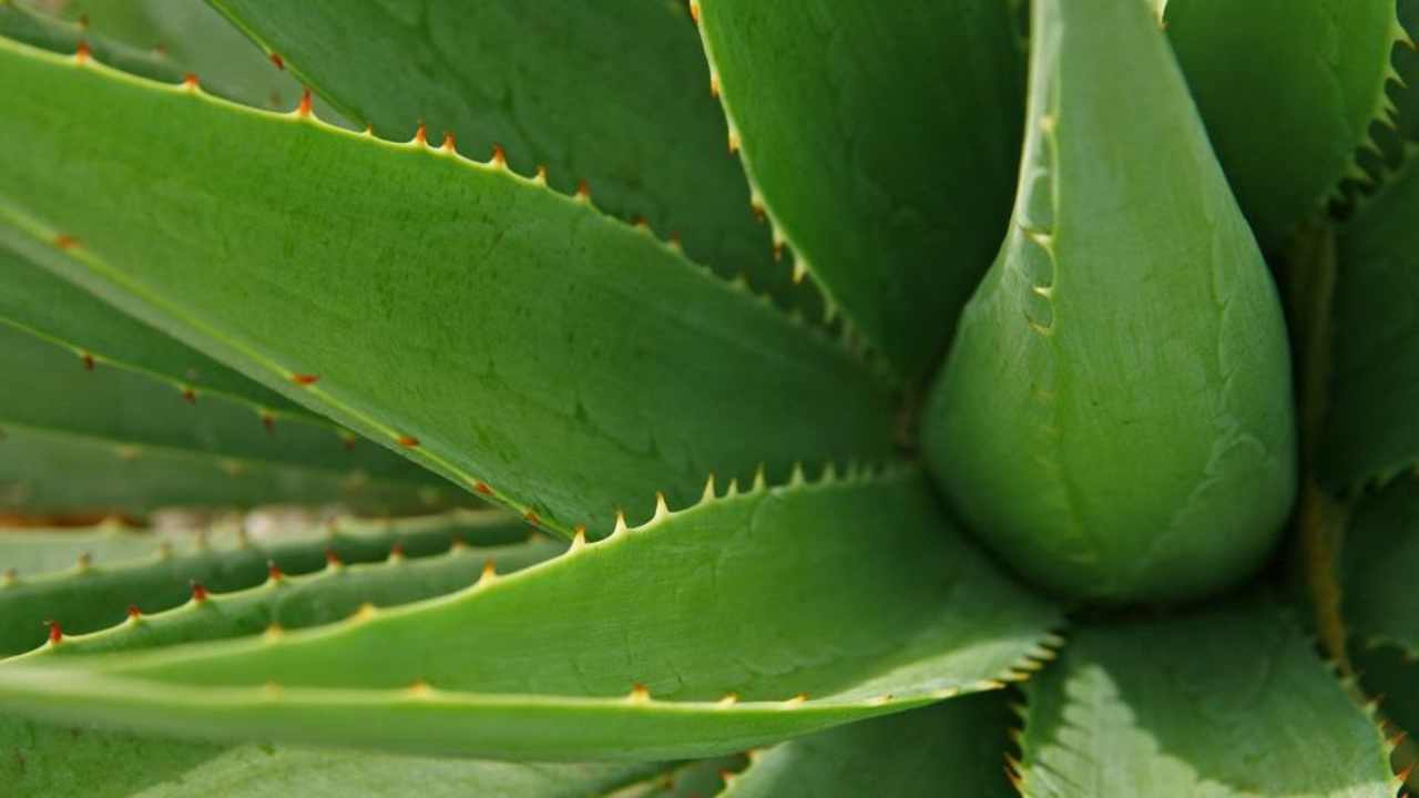 aloe benefici pianta succo gel proprietà