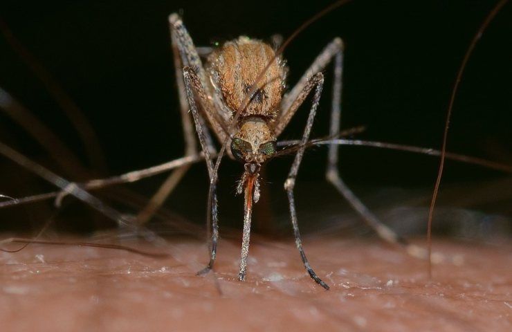 Una zanzara mentre punge una persona