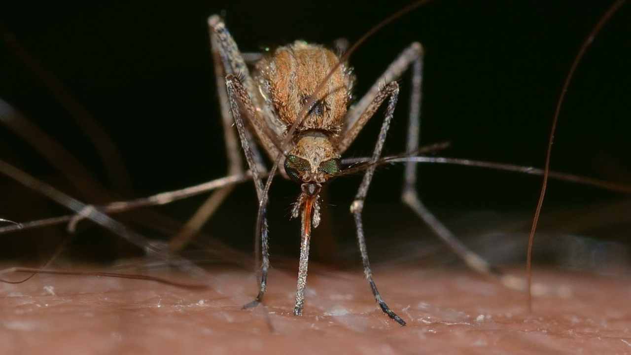 rimedi contro le zanzare soluzioni