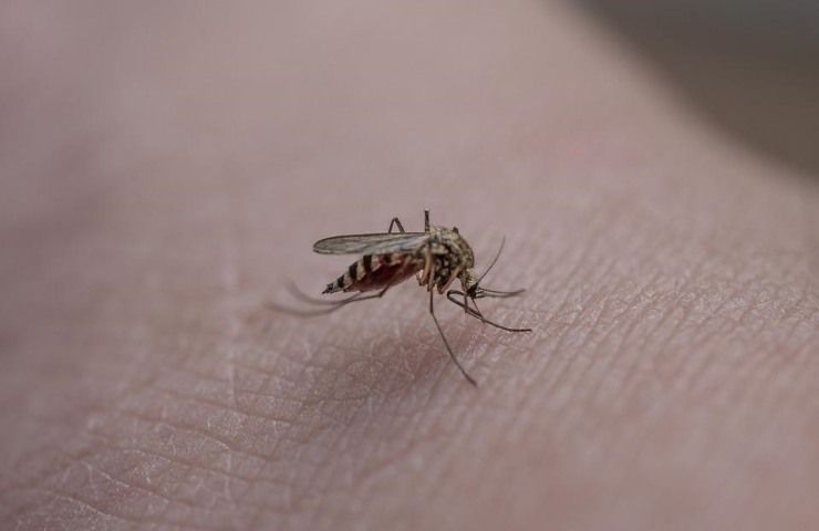 Una zanzara mentre sta pungendo qualcuno