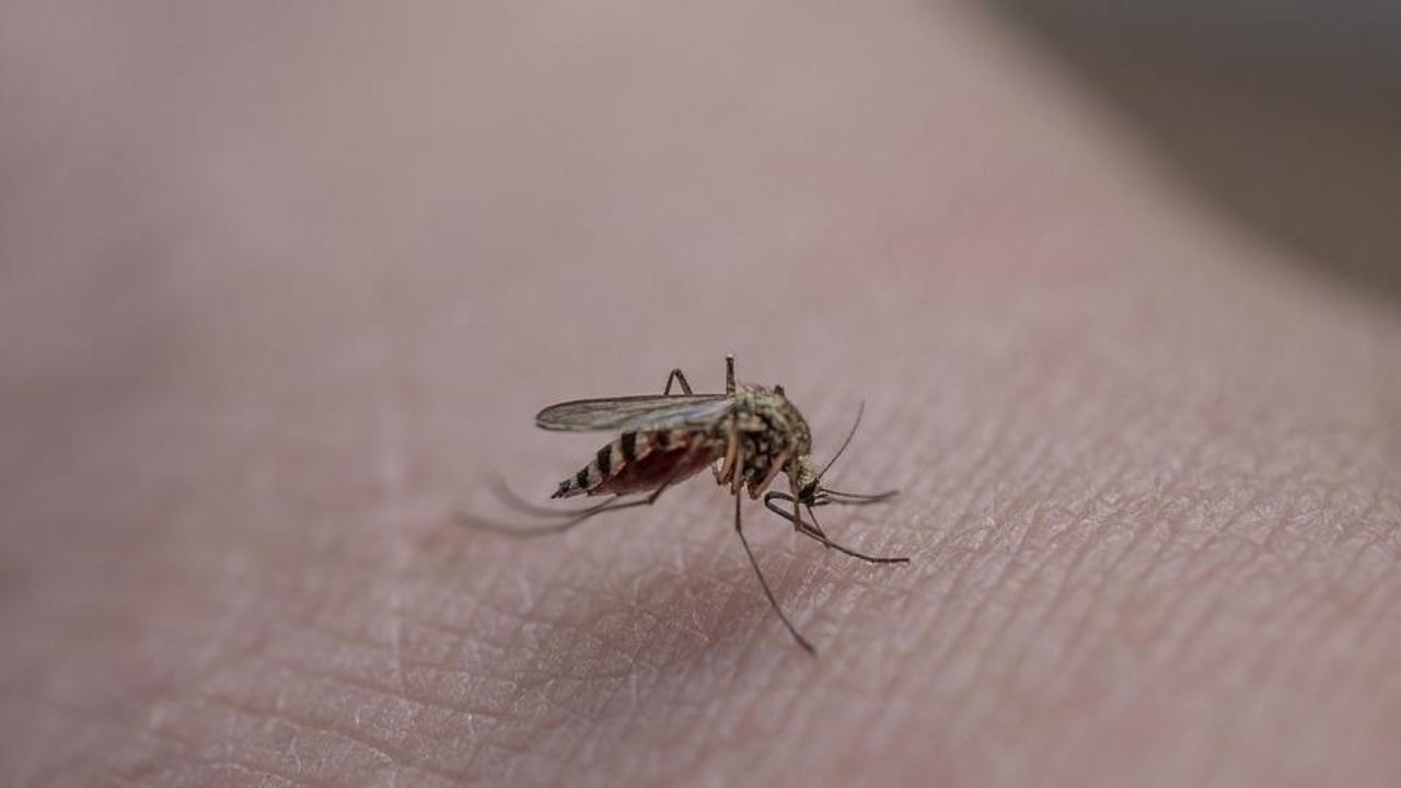Come allontanare le zanzare cibi da evitare