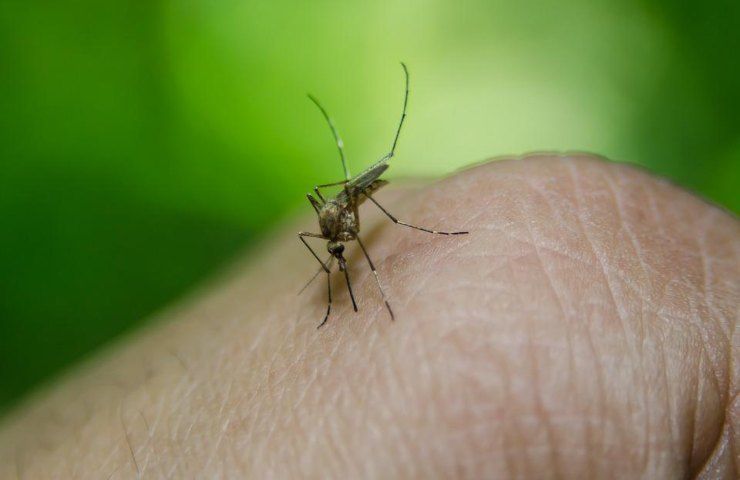 Una zanzara sta per pungere qualcuno