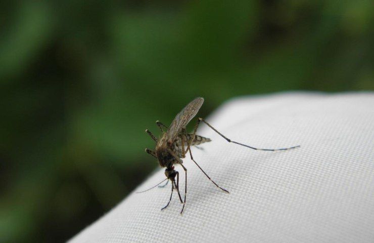 Una zanzara vista da distanza ravvicinata