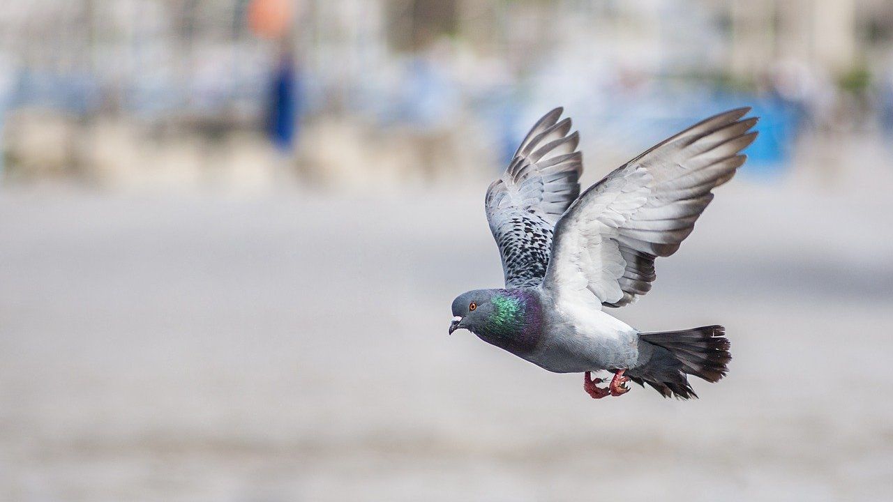 pianta allontana piccioni