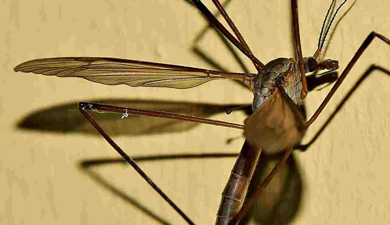 Zanzare sangue dolce verità o finzione
