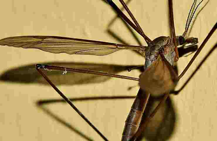 Zanzara falsi miti chi punge