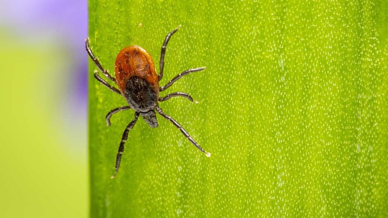zecca bambino