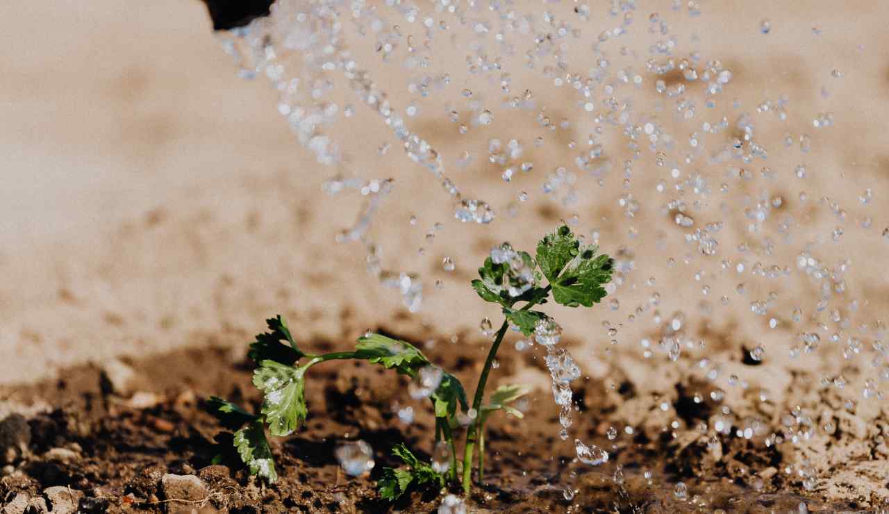 acqua salata piante