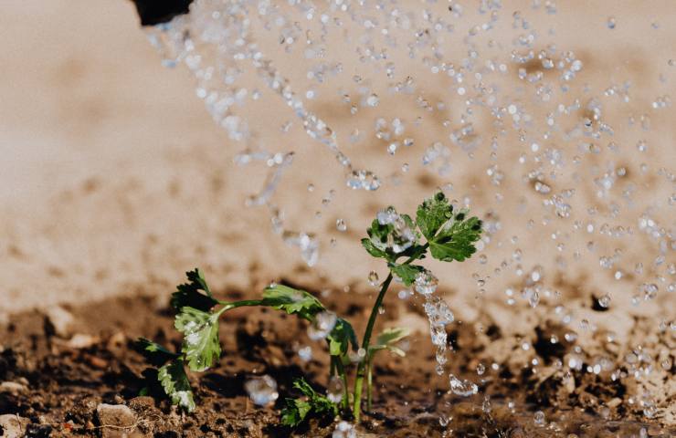 acqua salata 