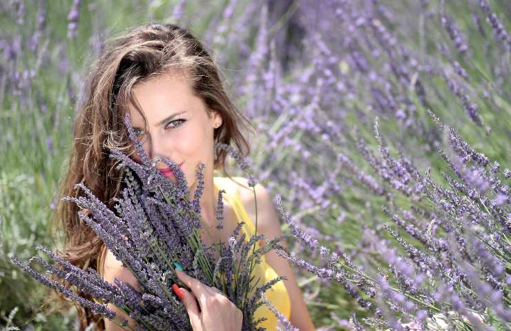 Lavanda