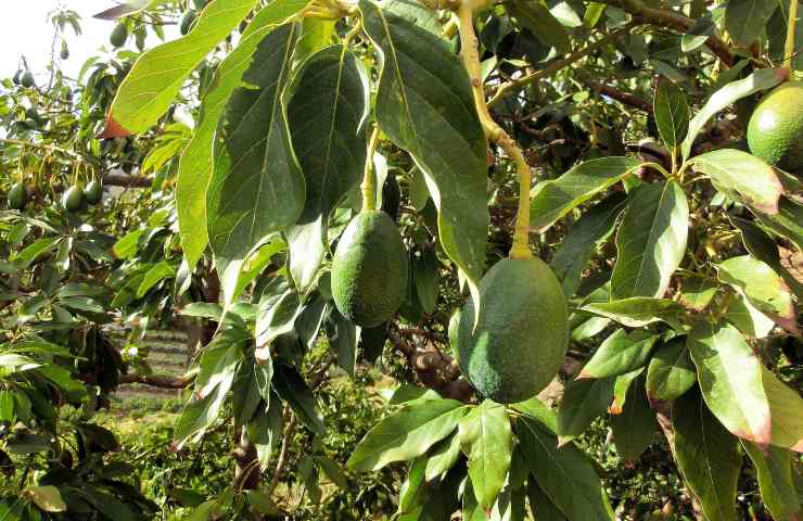 Avocado