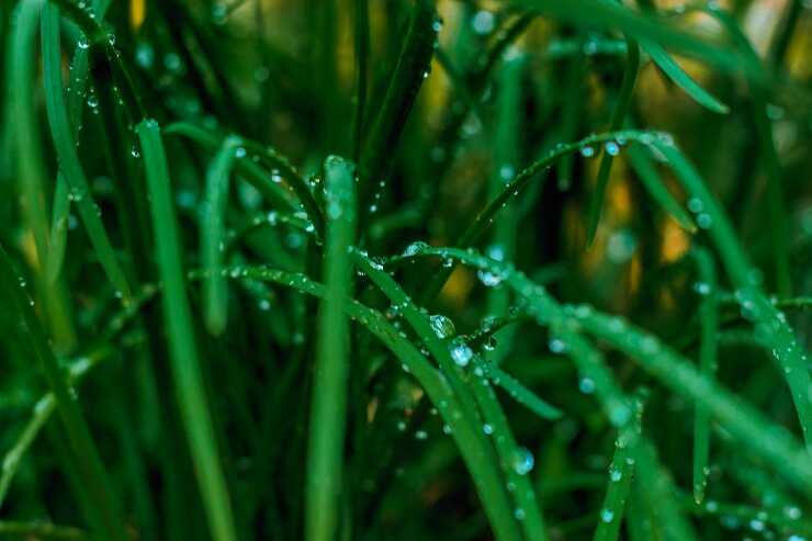 Annaffiare l'orto con l'acqua piovana