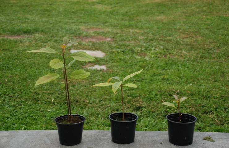 Piante avocado