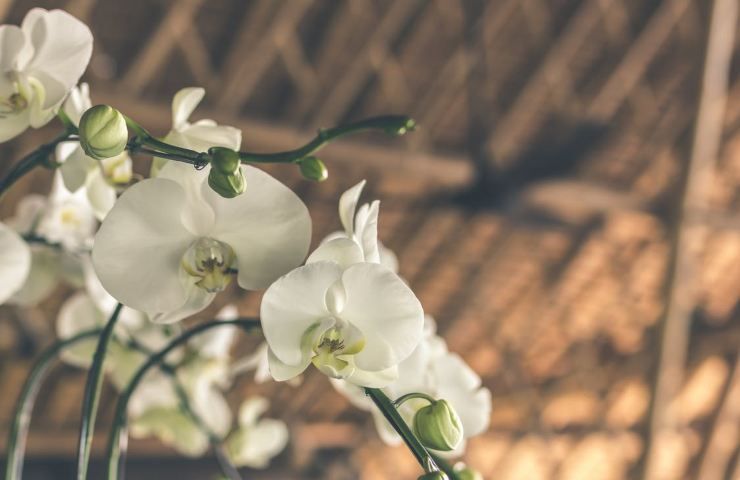 Delle bellissime orchidee bianche