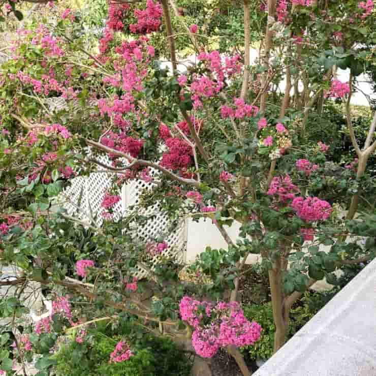 Trova l'intruso nel giardino: solo una mente sviluppata riuscirà a vederlo (Foto Reddit)