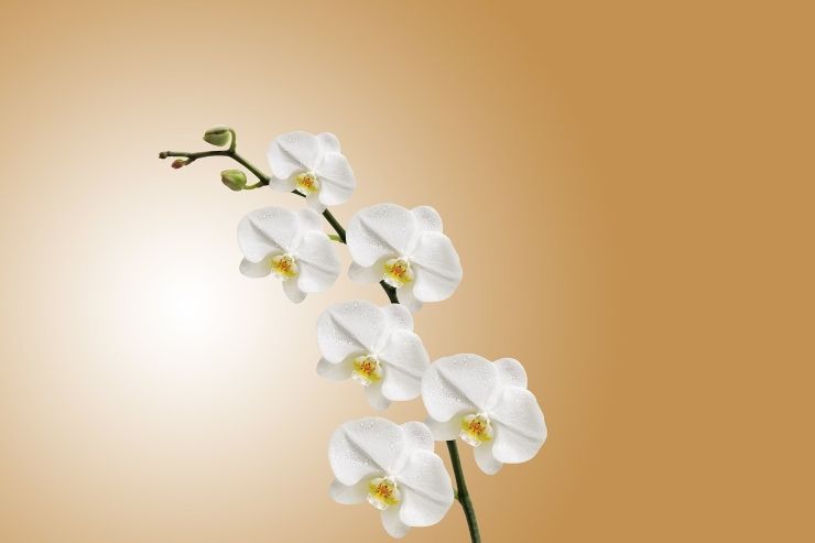 Orchidea con lo stelo storto