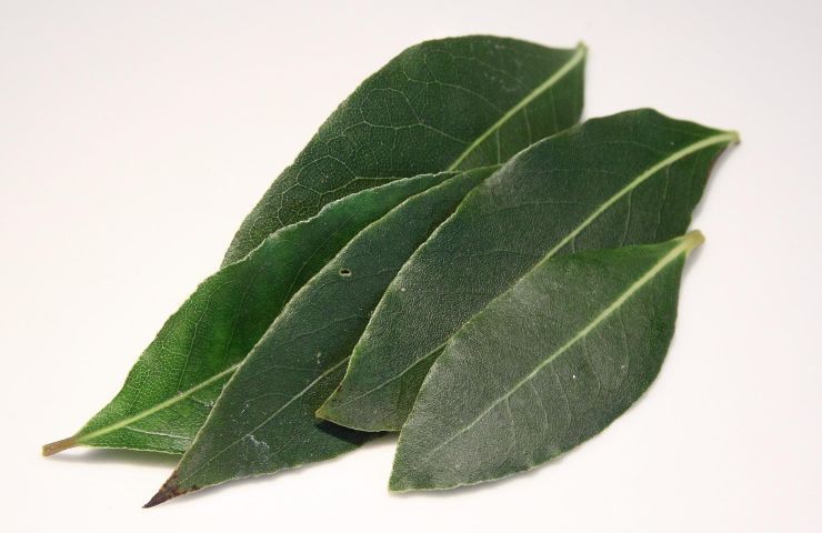 Alloro