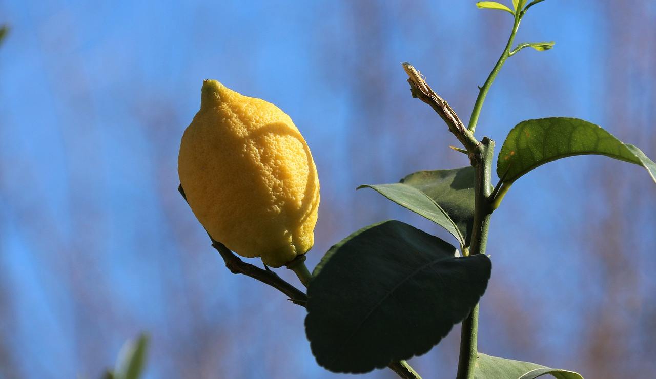 moltiplicare limone