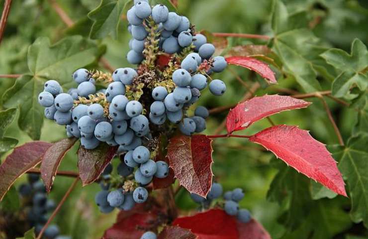 pianta berberis 