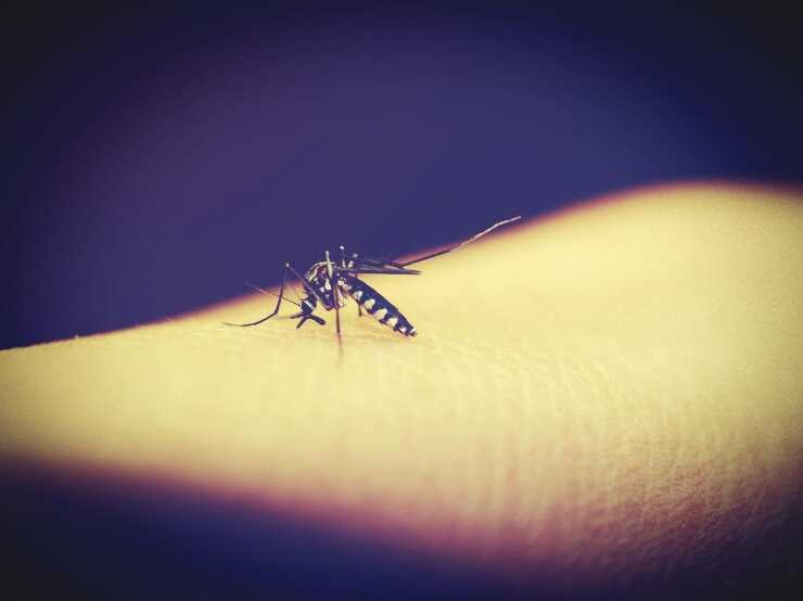 Pizzico di zanzara