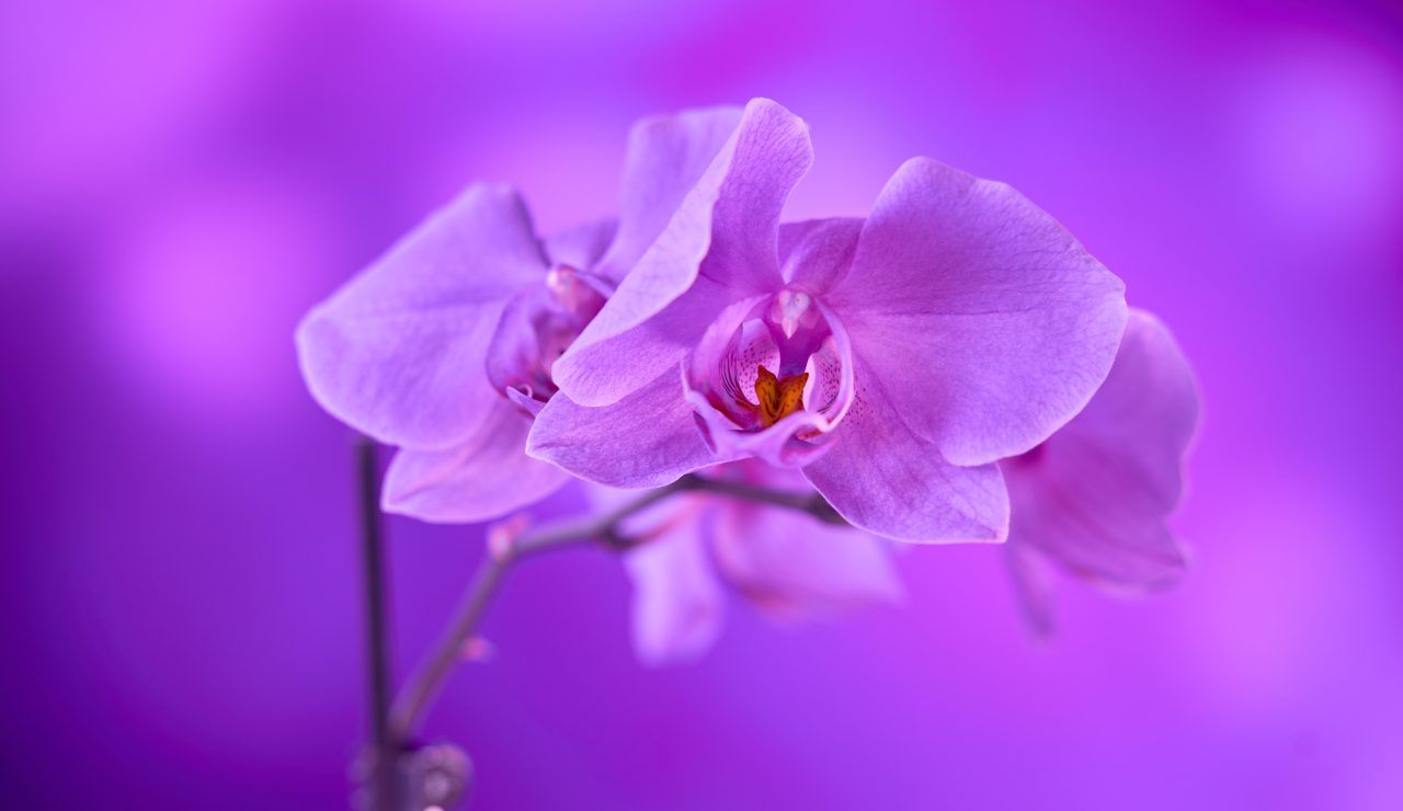 orchidea appassita