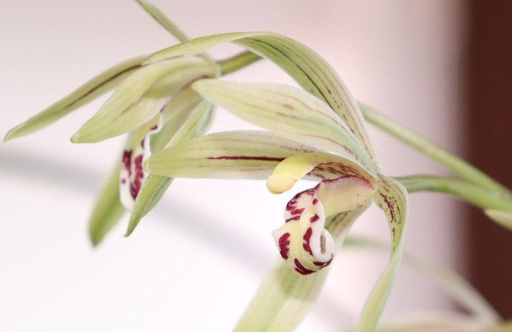 orchidea 