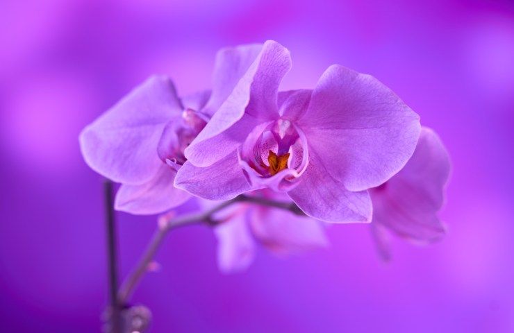 orchidea 