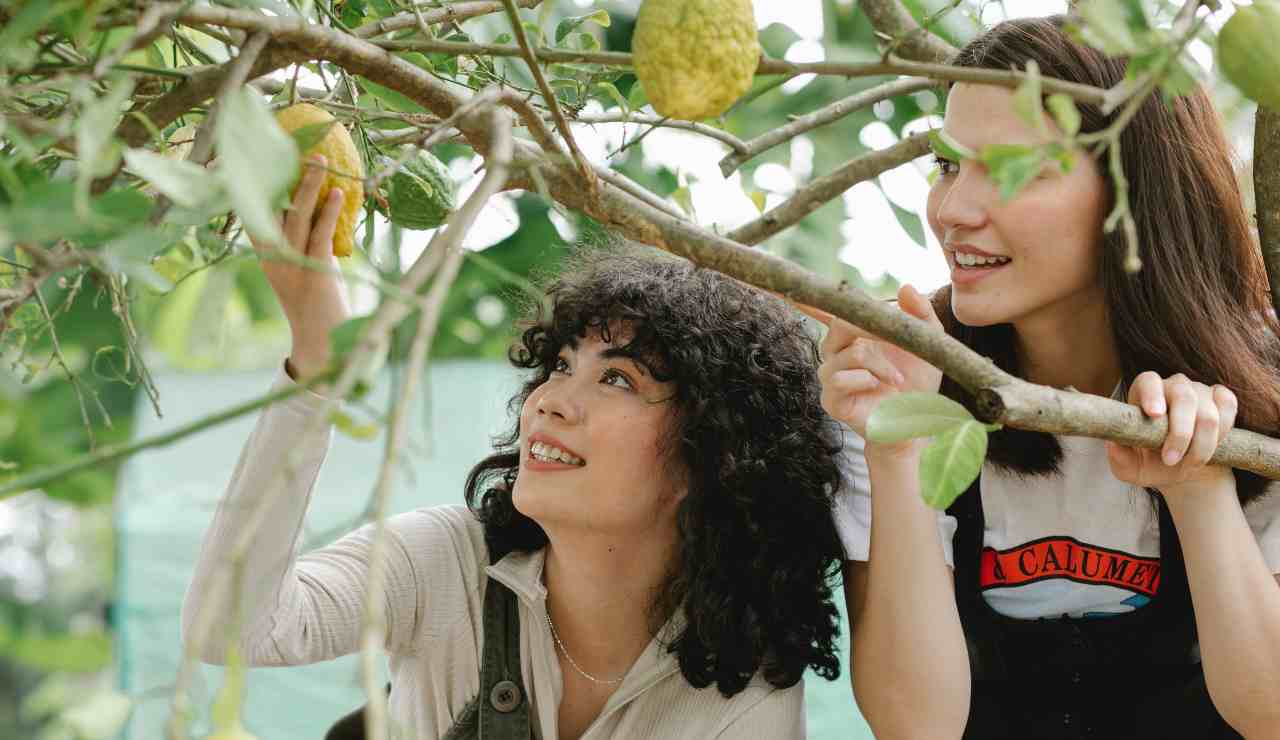 concime perfetto pianta limoni