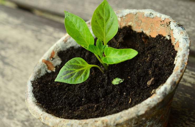 piantina vaso 