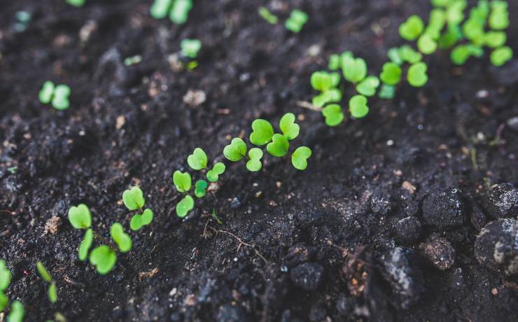 coltivazione di rucola