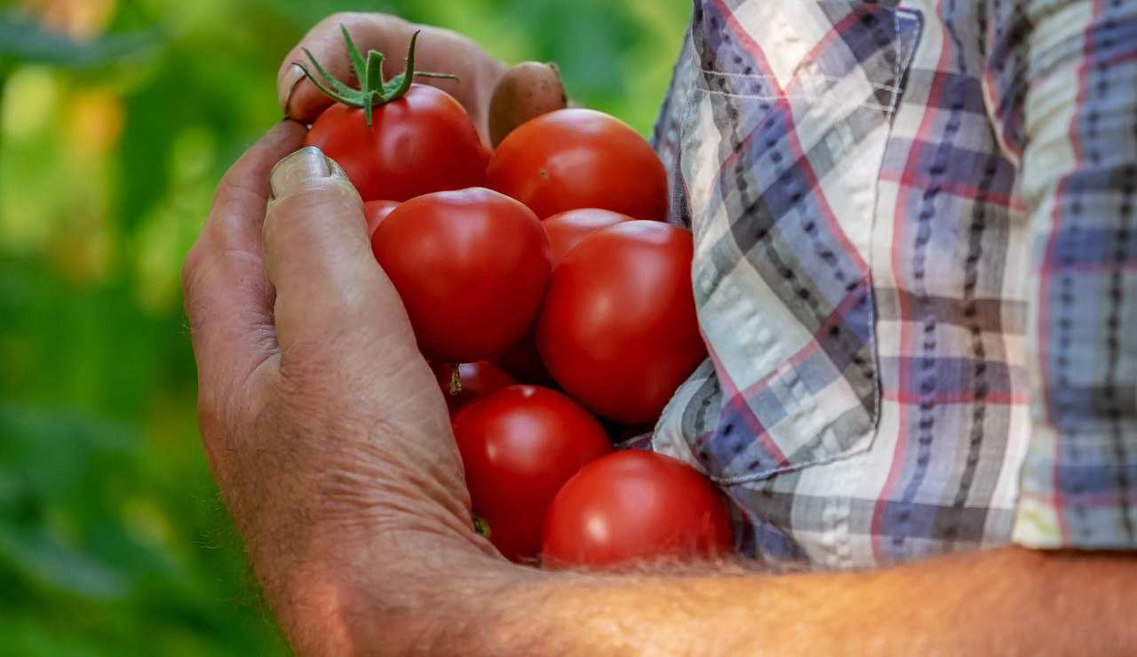 pomodori grandi succosi