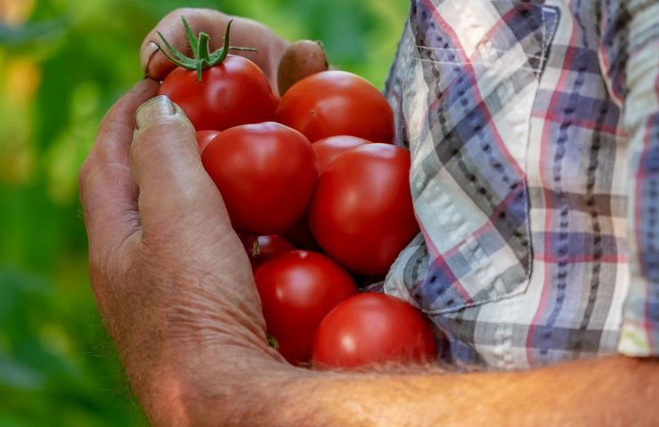 pomodori 