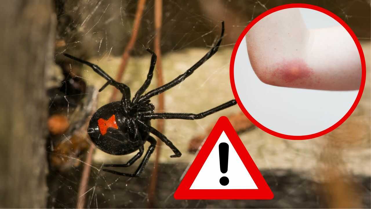 Insetti più pericolosi estate