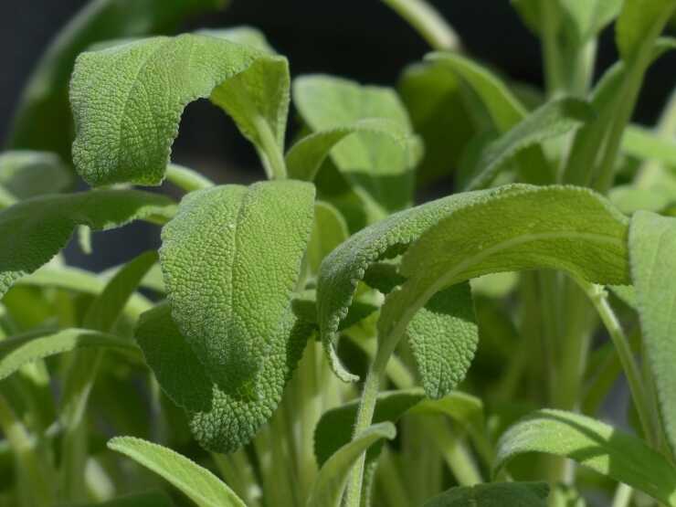 Sgrassatore alla salvia