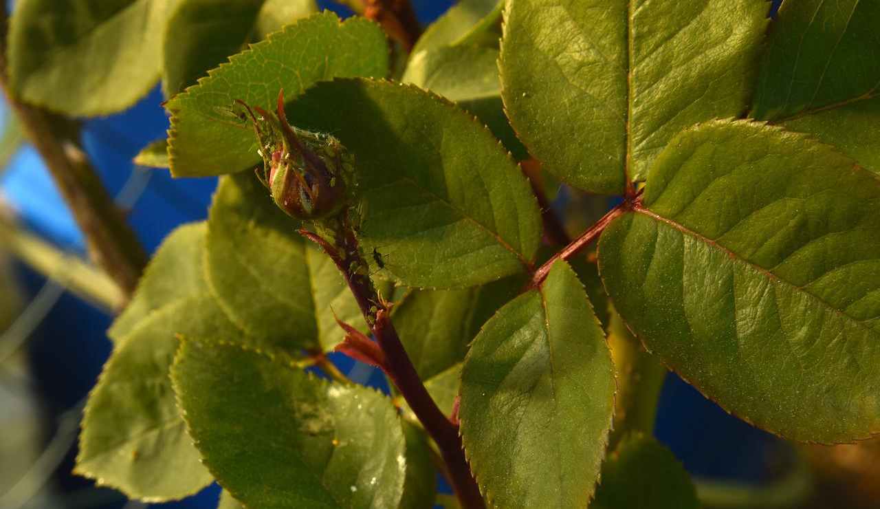 pidocchi delle rose rimedi naturali