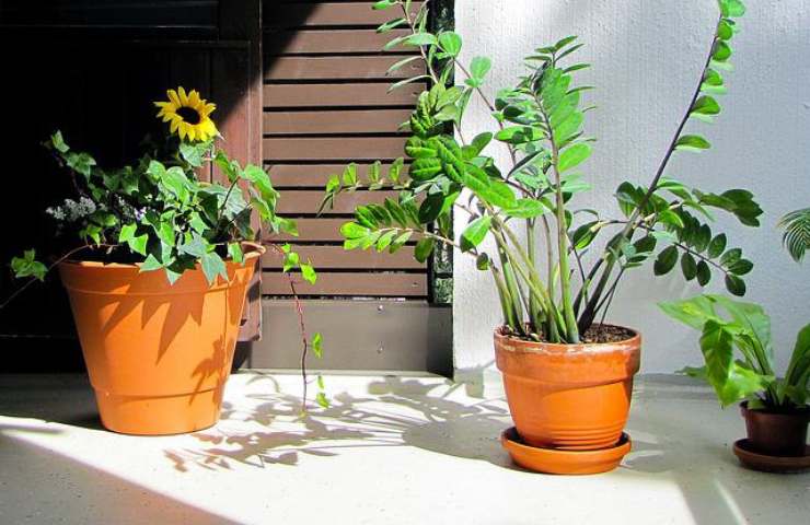 Vasi sul balcone