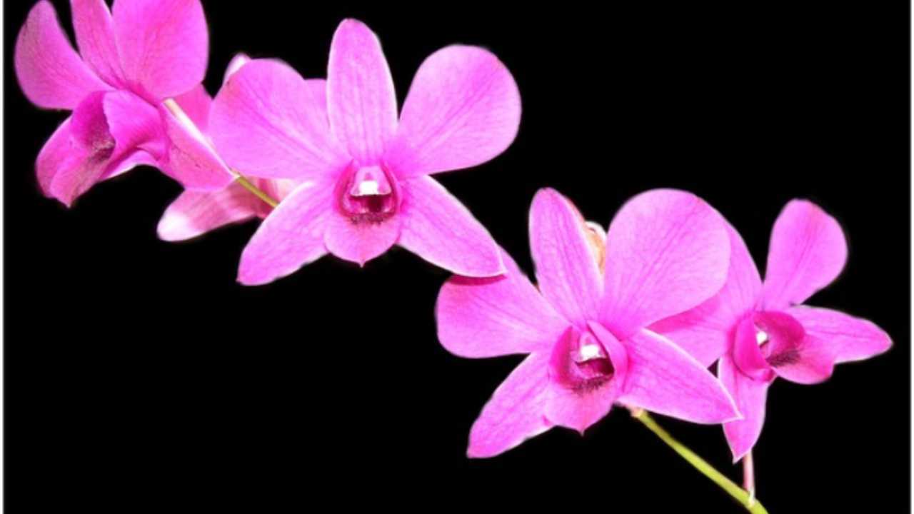 Perché l'orchidea ha lo stelo giallo