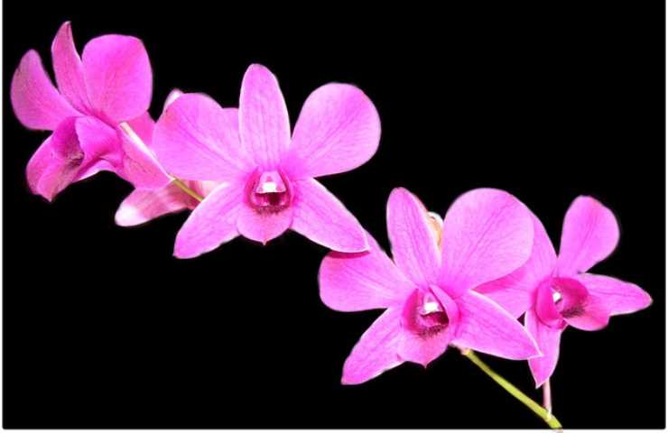 Stelo orchidea ingiallito