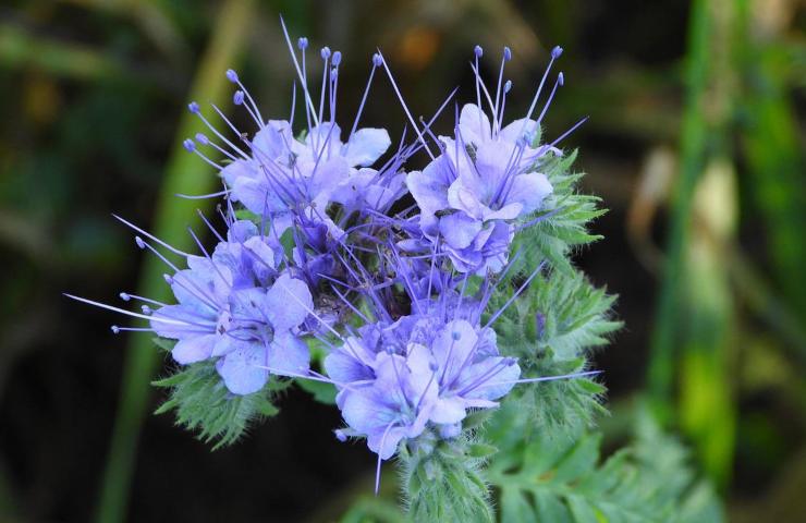 verbena per allontanare le zanzare 