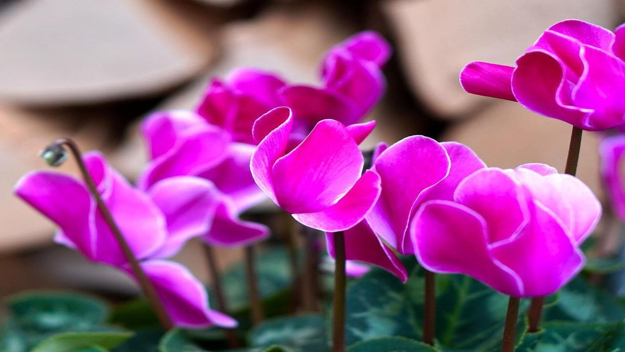 Ciclamini (Foto Pixabay)