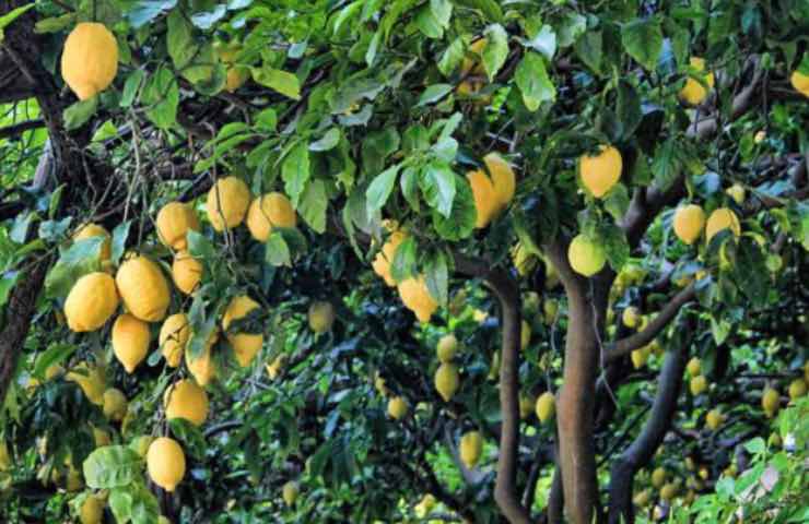 limoni