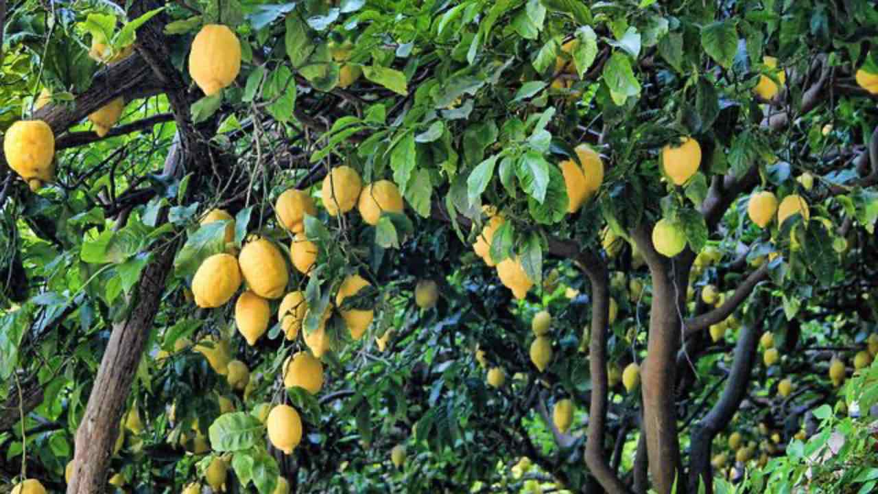 concime naturale limoni