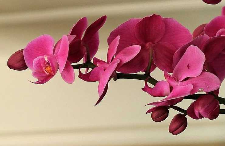 Alcune orchidee di colore rosso