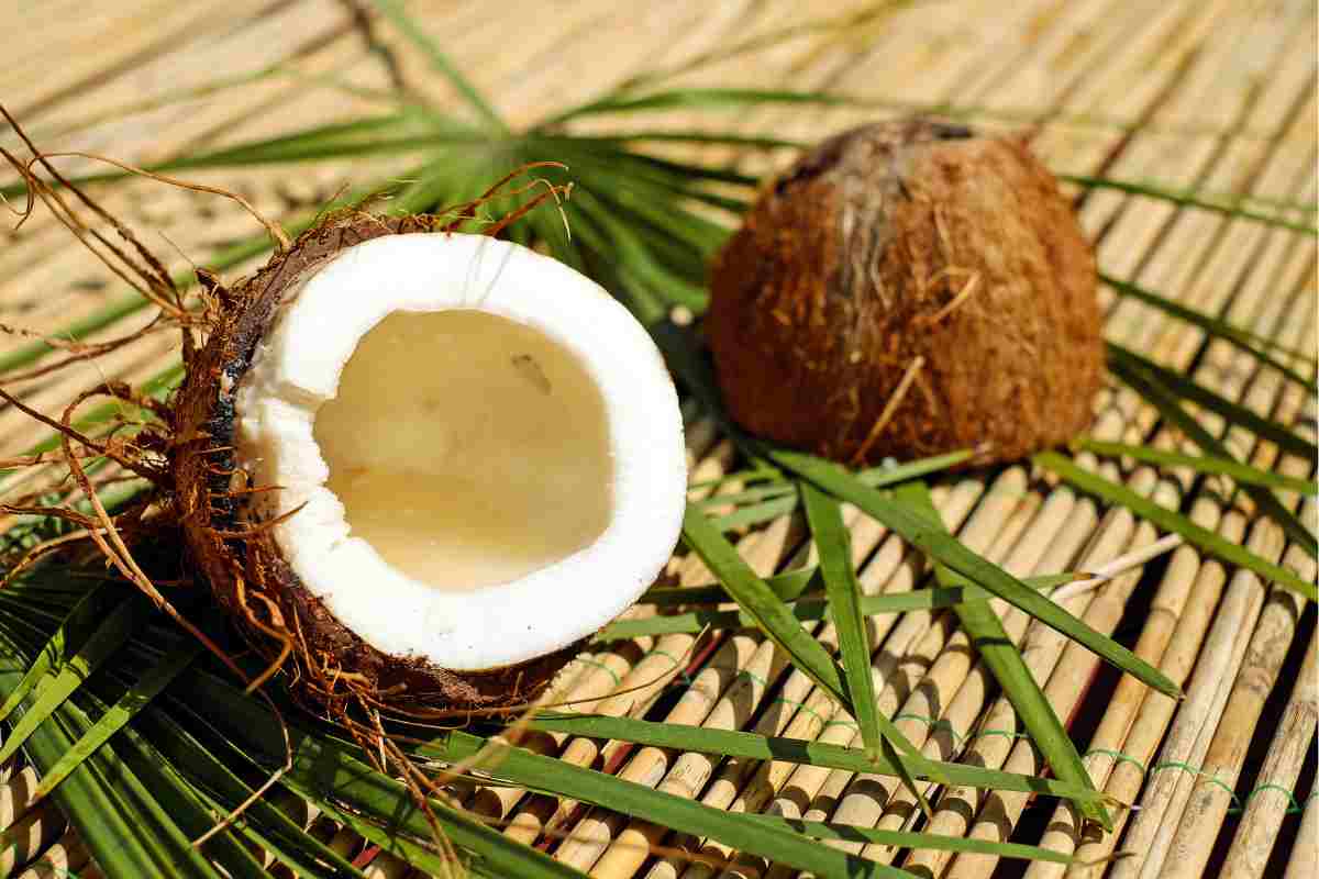 noce di cocco aperta
