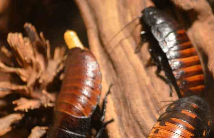 Blatte scarafaggi in casa
